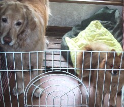 ���ƃ���