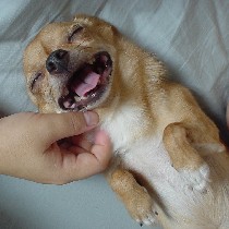 �s�v�c�ȕ\��H