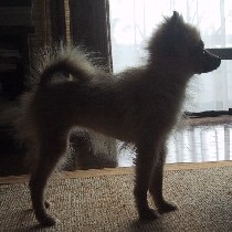 �����̃V���G�b�g