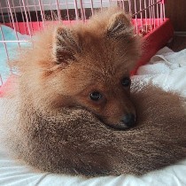 �ۂ܂����}�t���[�̂悤�ȁE�E�E�E