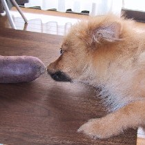 ���񂭂�E�E�E���������`�I