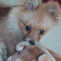 �����F�̂ʂ������