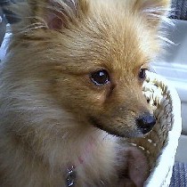 ��Ԓ��A������Ƌْ��Ȗʎ�