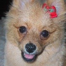 ���߂Ẵg���~���O��E�E�E