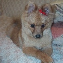 �Ԃ����{���ł�����ꂵ�Ă݂�