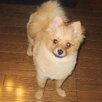 �J�b�g���Ă�����܂肵�����