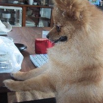 ����A�H�ו����Ȃ��H