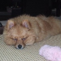 ���ʂ��̃}�t���[�H