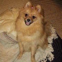 �g���~���O�㏬���ȃ��{�������Ă������