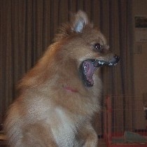 �����`���I�i�������A�����̂����сj