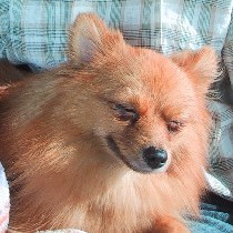 �ЂȂ��ڂ���