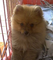 �s�����Ȋ�H