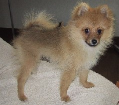 �s�v�c�ȃ|���E�E�E�H