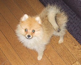 �|���炵���Ȃ��Ă����H