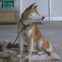 ��̃X�g���b�`�I