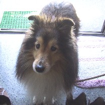 �V�F���e�B�[�̃����N