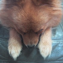 �����A�E�́B