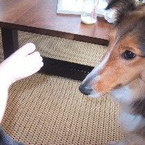 �A�~�̖ڂ̑O�Ƀ`�����̂���悪�E�E�E�E