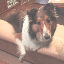 �\�t�@�[�ł��낮