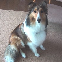 �����܂��̃A�~