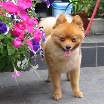 ���Ԃƃ����R