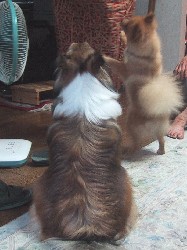 �A�~�ƃ���