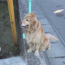 ������ő҂B