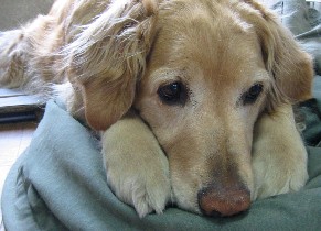 ��������̓�