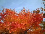 札幌芸術の森の紅葉