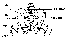 腰骨・仙骨・仙腸関節の図