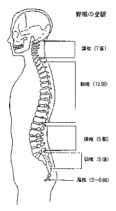脊椎の全貌の図