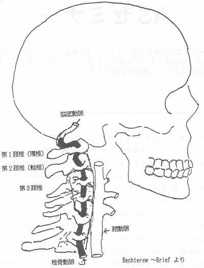 頸骨動脈図