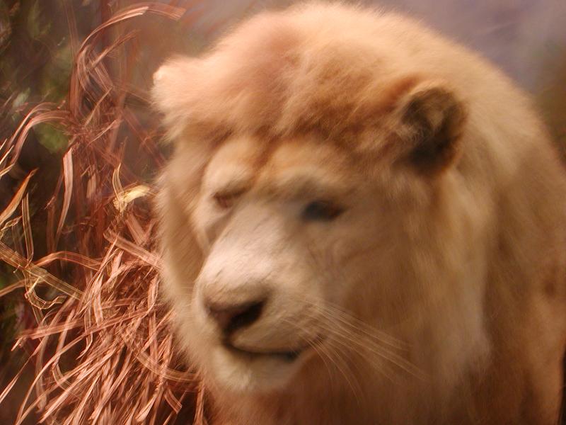 ���C�I��