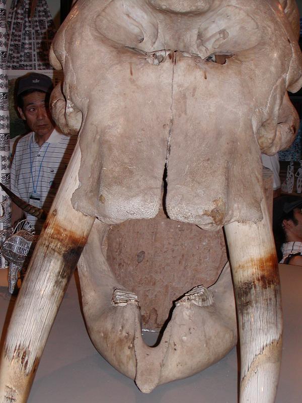 �A�t���J�]�E