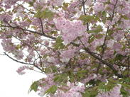 �Ґ�͔Ȃ̃T�N������