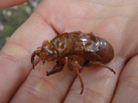 ��̔����k