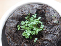 �����ȉ�