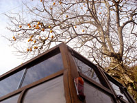 �`�̖؂̉��ŁB