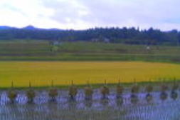 ���̓c���ɂ���{�̍��������d�B