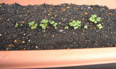 �������y���݂ł��B