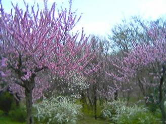 ����͂���͌����Ȍi�F�ł����B