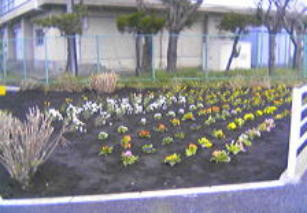 �F�Ƃ�ǂ�̉Ԃ����ꂢ�ł��B