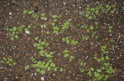 ����͂΂玪�����������ł�