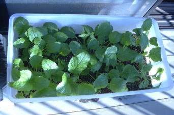 ���n���y���݂ł��B