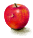 apple damaged by hale