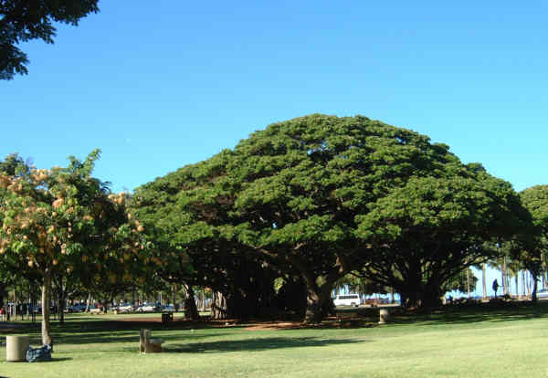 [�J�s�I���j�����̃o�j�����c���[]