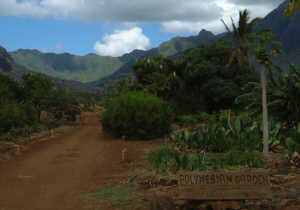 [�z�A�E�A�C�i�E�I�E�}�J�n�̔_�����i]