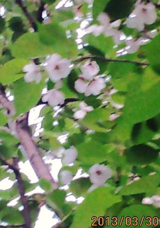 わが家の桜