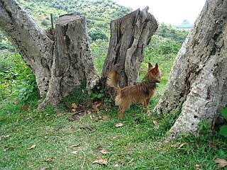 バギーで山登りを体験。ガイドさんの愛犬らしいです。