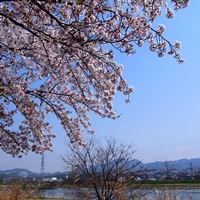 写真：ＰＬ付近の桜